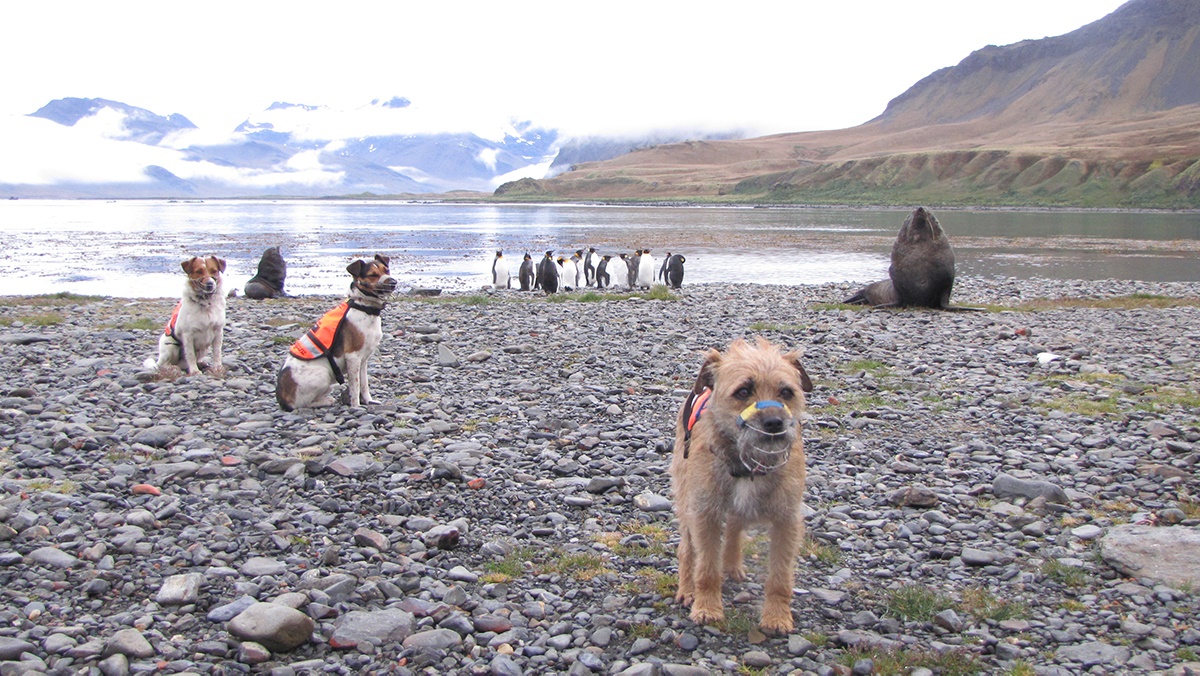 Wai (L), Will and Ahu (R) with King Penguins and Fur seal bulls at King Edward's Point credit SGHT